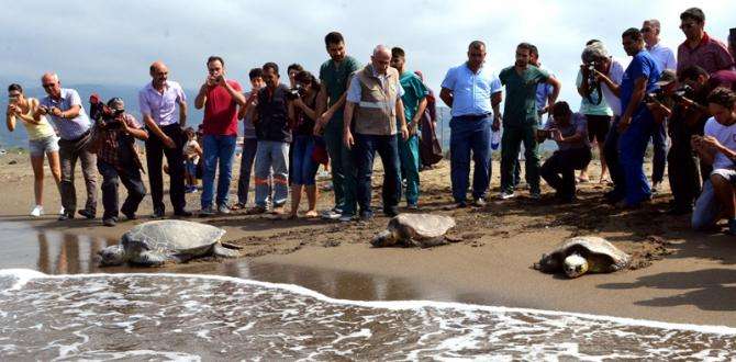 Tedavileri Tamamlanan Kaplumbağalar Samandağ’dan Denize Bırakıldı