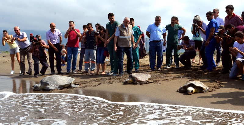 Tedavileri Tamamlanan Kaplumbağalar Samandağ’dan Denize Bırakıldı