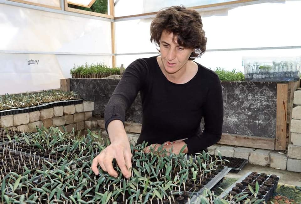 Elektrikli Battaniyede Zeytin Fidanı Üretiyorlar