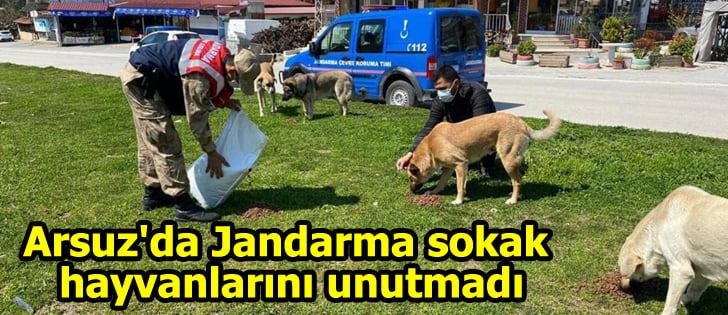 Arsuz’da Jandarma sokak hayvanlarını unutmadı
