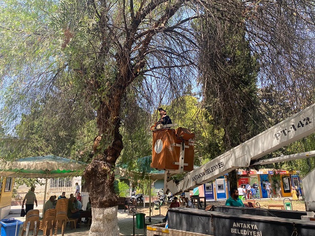 Antakya Belediyesi’nden ağaç budama çalışmaları