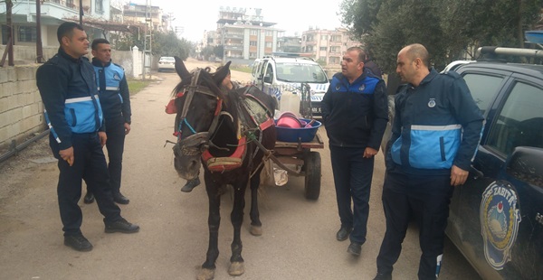Kırıkhan Belediye Zabıta Müdürlüğü at arabalarına yine göz açtırmadı