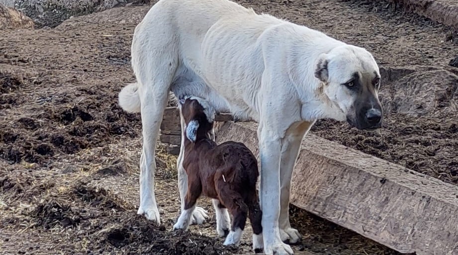 Çoban köpeği oğlaklara annelik yapıyor