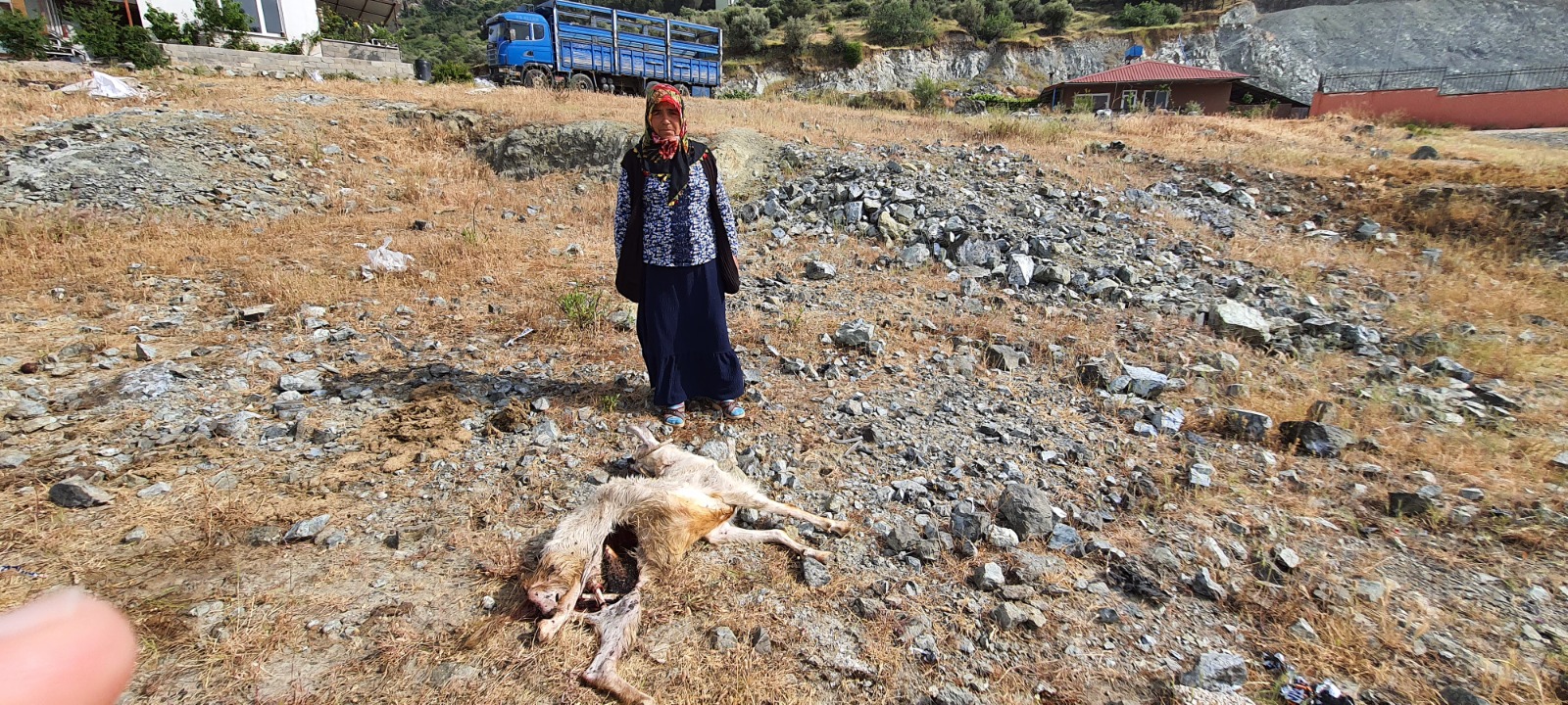 ANTAKYA’DA KÖPEKLER KEÇİ VE YAVRUSUNU TELEF ETTİ