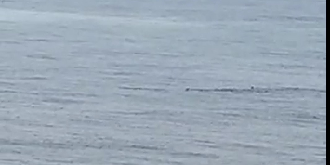 Hatay’da sahile yaklaşan köpek balıkları görüntülendi