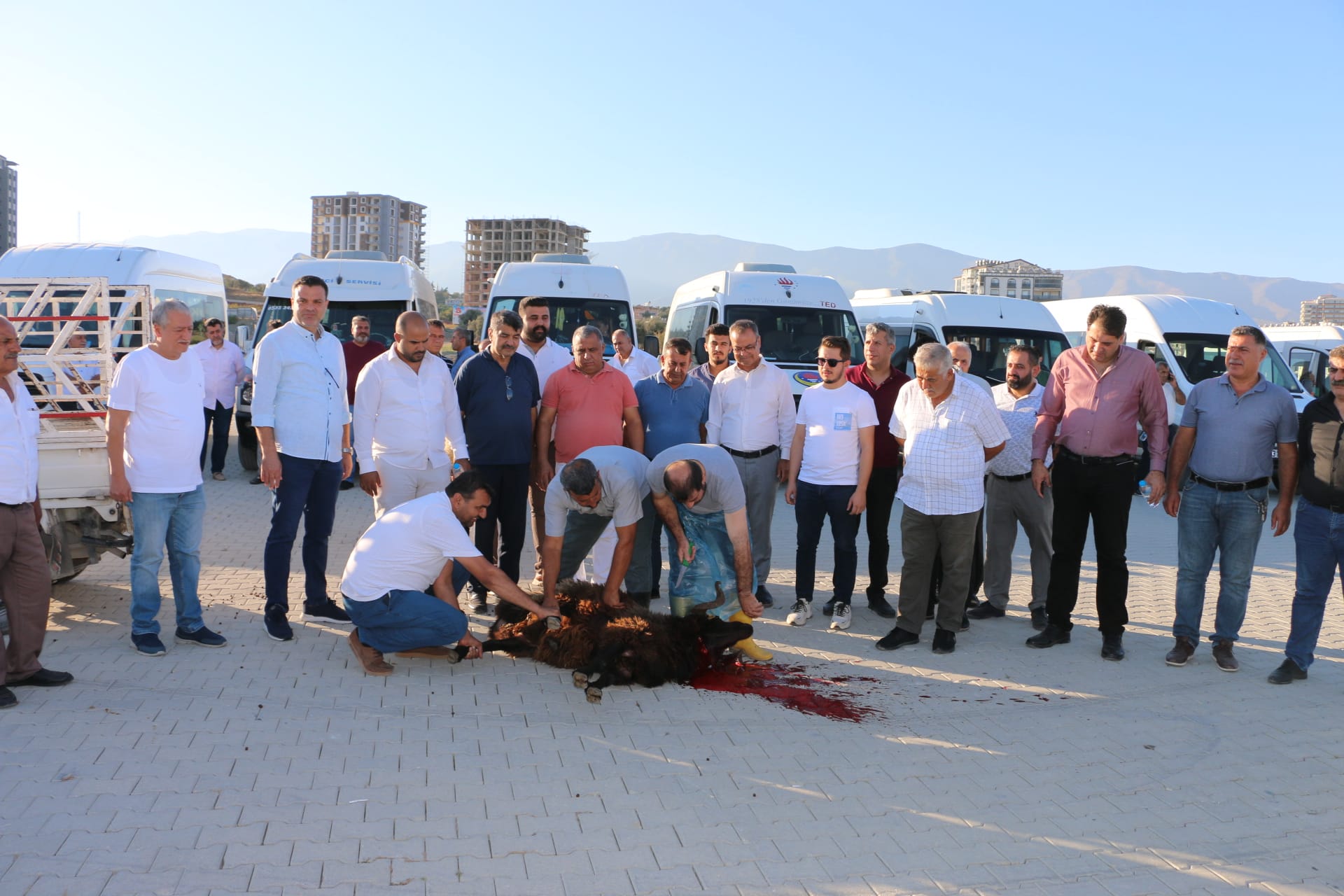 Hatay’da servis şoförleri kurban kesti